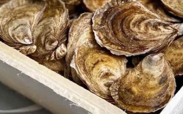 Beausoliel Oysters