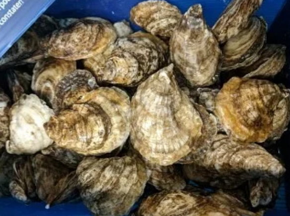 Chebooktook Oysters