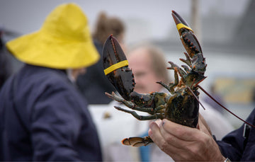 Fisherman holding a live lobster with yellow elastic bands on the claws