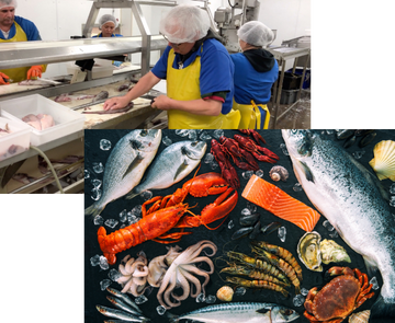 A composite image of am array of fresh seafood and workers slicing fish