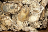 Lucky Lime Oysters