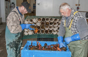 Fisherman unloading tubbed lobster