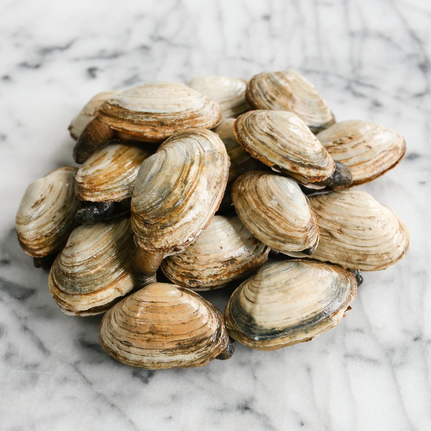 Steamer Clams in shell