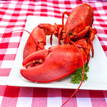 Fresh Atlantic Lobster - Live or cooked