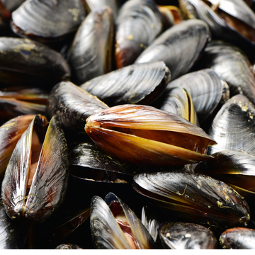 Mussels