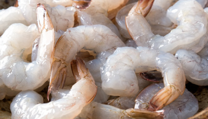 Pacific White Shrimp